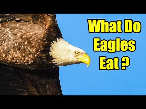 What do Eagles Eat? – Bald Eagle Diet