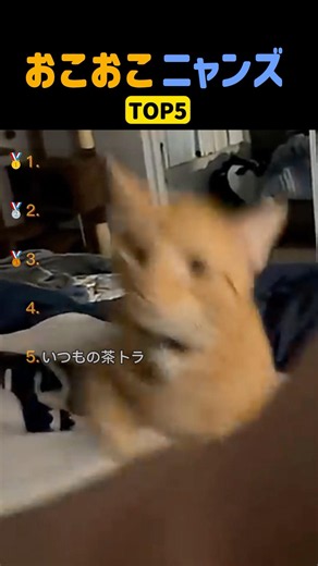 おこおこニャンズTOP5 #shorts #cat #猫