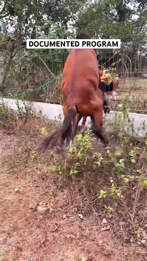 Powerful Breeding Stallion in Action#HorseBreeding #BreedingStallion #HorseFarm #Equine #AnimalBreed