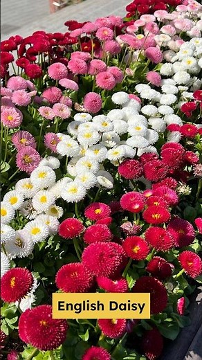 The English Daisy: A Small Flower with a Big Story #beautifulflowers #flowers