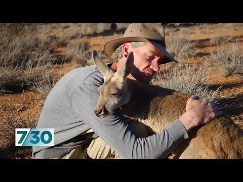 How Chris 'Brolga' Barns became a full-time kangaroo carer | 7.30