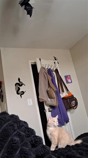 And now he's trying to climb the ceiling. He did this for an hour. SOS | Hope Williams-Bourne