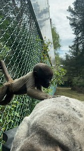 5.6M views · 9.7K reactions | Xingu's new bundle of joy has inherited her bold, and confident nature! Levi is Xingu's fifth baby, and as she is such a relaxed mum, Levi has felt confident exploring his surroundings :) Mum is always close by for reassurance if he is a bit too over-confident! Thanks to Kayleigh for sharing this one! | Monkey World - Ape Rescue Centre, Official Facebook Page | Facebook