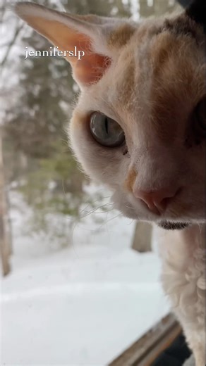 Meep loves snow!