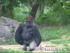 “Eu sosseguei “ | Macaco Sincero