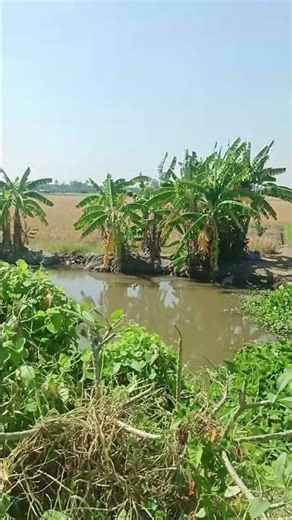 Coco Jambo .#music #remix