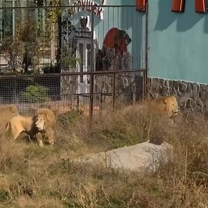 543K views · 7.4K reactions | Fighting between lions in the zoo.…  Join our group : Animals Life. Thank you so much ❤ | Survival Animal | Facebook