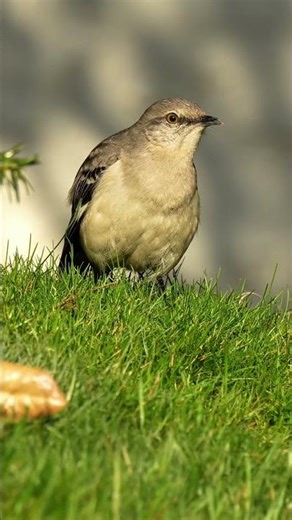 Northern Mockingbird