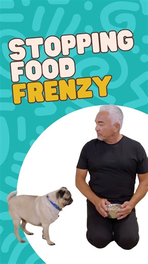 Wayne could not control himself around food. Calm, silence, and leadership changed everything before the bowl touched the floor. Full stories and real breakthroughs on my YouTube channel @CesarMillanOfficial Wayne no podía controlarse alrededor de la comida. La calma, el silencio y el liderazgo lo cambiaron todo antes de que el plato tocara el suelo. Ve las historias completas y los grandes avances en mi canal de YouTube: @CesarMillanOfficial | Cesar Millan