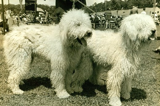 Komondor History: From Livestock Guardians to Playful Pets