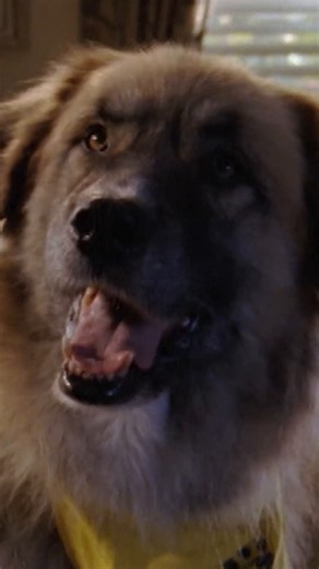 La conexión especial entre tu perro y tus palabras