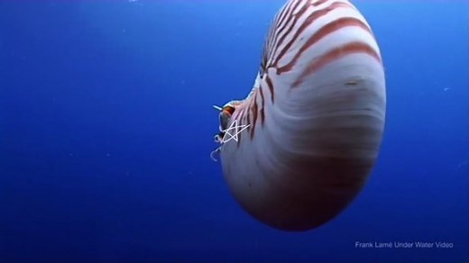 Unique Nautilus Shell Patterns | Shelled Ocean Wonders
