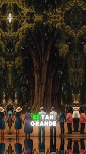 2.1M views · 59K reactions | Este es el árbol más ancho del mundo... Árbol del Túle #mexico #pueblosmagicosmexico #oaxaca #tule | Secretos y Curiosidades de México | Facebook