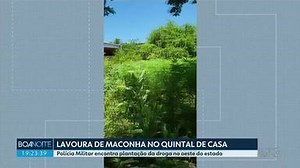 Polícia Militar encontra plantação de maconha no oeste do estado