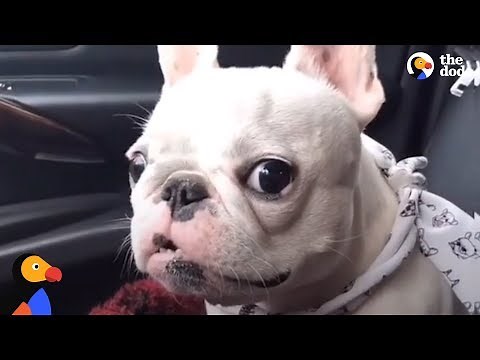 Rescue Frenchies Are Just The BEST | The Dodo