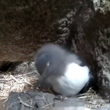26K views · 1.2K reactions | Our little Ama is growing up! Happy fledging to the little puffling from our burrow cam. | explore.org | Facebook