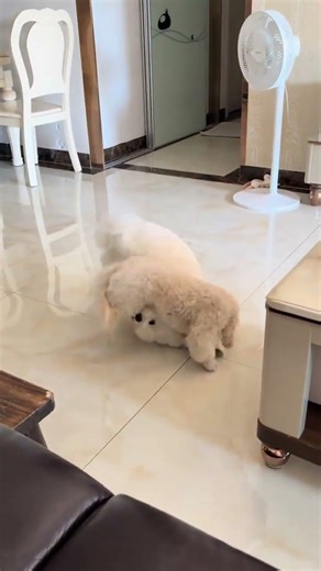 Bichon Frise: My Full Energy Journey - Energetic Cutie