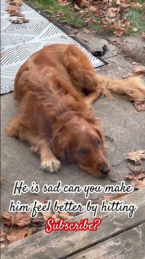 Can you help me feel better? #sadpuppy #subscribe #subscribemychannel