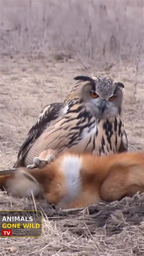 Animals Gone Wild TV on Instagram: "This 🦊ran up against the wrong 🦉 #wildlife #animalsgonewild #nature #animalbehavior #caughtoncamera"