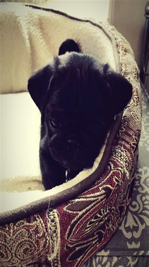my baby 🩷 || cried a little while making this 🥹 #pug #puppy #cute #2018 #pugsoftiktok