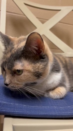 Our Cat Pawsitive 360 program helps train and find forever homes for cats like Tickles! #catlife #catsoftiktok #catlover Video Credit: Animal Friends