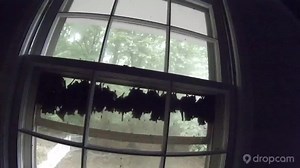 Filma per 24 ore i pipistrelli, il timelapse