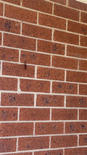 Cracker fast result from one of the general pests done yesterday in Glenmore Park 👌 | What's Bugging You?