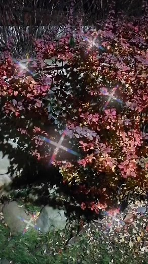 Exploring Vibrant Autumnal Foliage and Plants