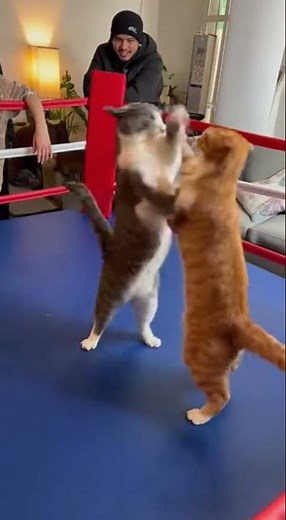 Two Cats Started Boxing… And It Got Competitive #cats #cat #entertainment #funny #boxing #animals