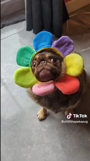 March Birthday Dog Meme Compilation