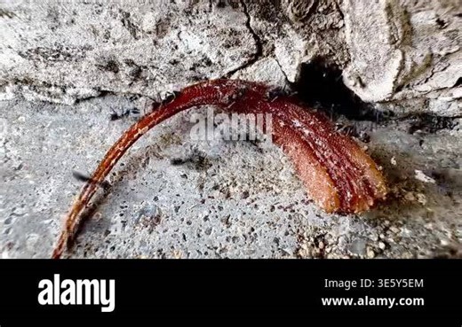This macro image shows a large number of black ants swarming around a dead lizard near the entrance of a crack in a wall, documenting the natural decomposition process and the behavior of insects and Stock Video Footage - Alamy