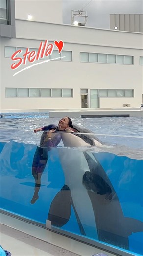 【懐須磨2024】2周年記念日まであと1日‼︎ #神戸須磨シーワールド #シャチ #orca #ステラ
