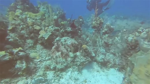 Divers experiences a sonar ping from a submarine
