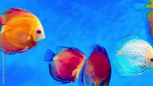 4K This clip features brightly colored discus fish swimming in an aquarium. Discus fish, known for their distinctive round, laterally compressed bodies and vibrant colors, are popular pompadour