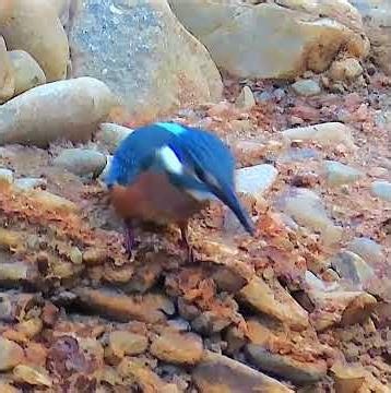 カワセミ調布地区幼鳥４番目ショート 2026年7月24日 #カワセミ #幼鳥 #野鳥 #birds #wildlife #nature #自然観察ぶらり散歩
