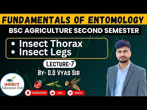 Fundamentals of Entomology II Insect Thorax II Insect Legs II #Entomology