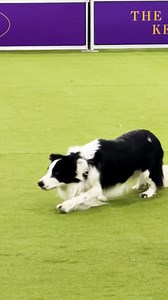 The Demo Ring is in full swing! Showcasing scent work, herding, freestyle demonstrations and all-around canine brilliance thanks to Purina Pro Plan Vet Multi Care Canine Supplements. To view the whole schedule, visit our website at: https://www.westminsterkennelclub.org/ring-schedule/saturday/demo-ring/ | Westminster Kennel Club Dog Show
