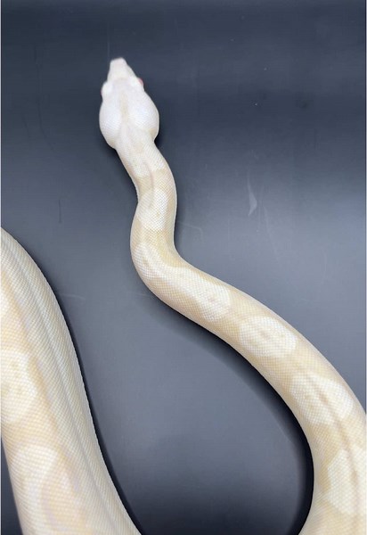 SnowWhite: The Stunning Albino Kahl Motley Boa