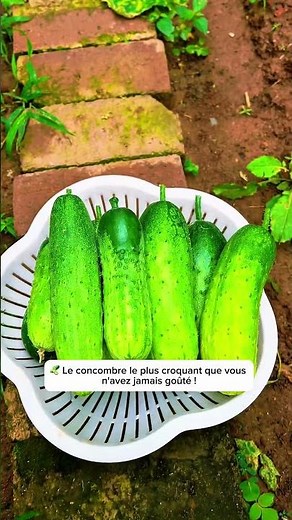 🥒 The crunchiest cucumber to grow! Harvest in just 30 days 🌱