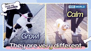 2.9K views · 108 reactions | [Dogs are incredible] ⭐️Weekly Highlight⭐️ Jjongee & Bamtol are very different Check out the most exciting and memorable part of the video! (ENG SUB)Dogs are incredible : EP.164 | KBS WORLD TV 230404 #Dogsareincredible #개는훌륭하다 #犬は素晴らしい #狗很优秀 | KBS WORLD | Facebook