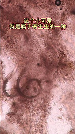 Salmon magnified, health science, life knowledge, the world under the microscope