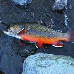 121K views · 123 reactions | Autumn Wilderness Camping And Fishing In...