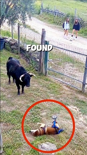 This Bull Broke a Gate to Help a Helpless Dog 🐂🐶❤️#bull #dog