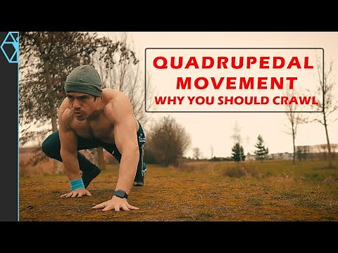 Quadrupedal Movement: Why You Should Crawl Like a Bear (Or Lizard)