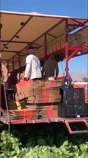 🌱 Locally Grown, Passionately Cultivated We had the pleasure of touring Foxy Produce in Yerington, NV where some of our freshest, locally grown products begin their journey! Thanks to passionate farmers like Tommy Nunes, we’re proud to bring the best of Locally Grown from Nevada soil straight to your table. 💚 #LocallyGrownNevada | Walmart Neighborhood Market Las Vegas - W Charleston Blvd