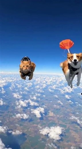 Cat and Dog Parachute Together #shortsfeed #funny #wildliferescue #cat #dog #animals #funnypets