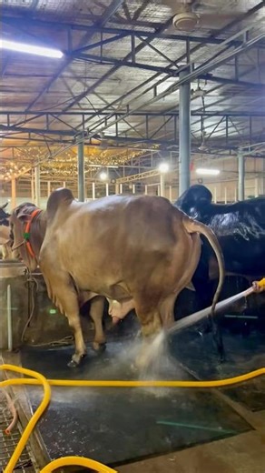 SHEPHERD PRESSURE WASHING BULLS HOOF 👌🏻 #bdbulls #animalfarming #cattleworld #cow #bullfarm #bull