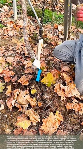 How Farmers Remove Trees Fast Using Chains and Controlled Pulling #relaxing #satisfying #farming