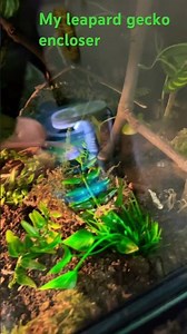 My leapard gecko set up