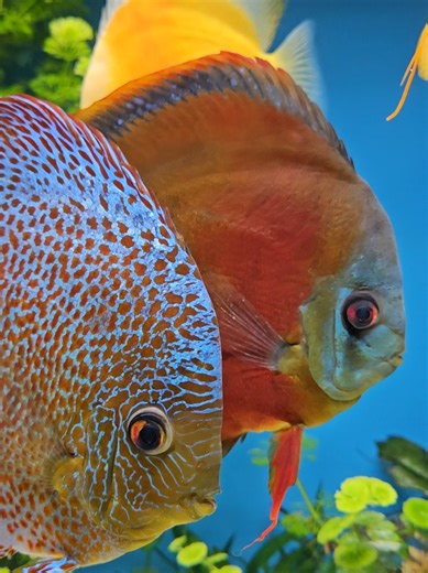 Aquatic discus beauties.#fish #FishKeeping #aquarium